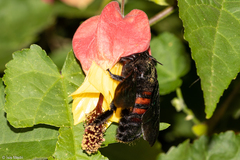 Xylocopa nigrocincta
