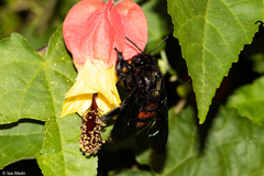 Xylocopa nigrocincta