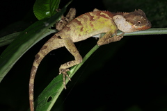 Acanthosaura lepidogaster