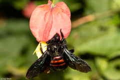 Xylocopa nigrocincta
