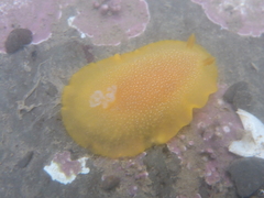 Doriopsilla albopunctata