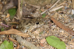 Fejervarya limnocharis