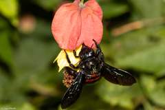 Xylocopa nigrocincta