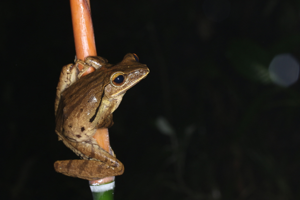 Burmese Whipping Frog