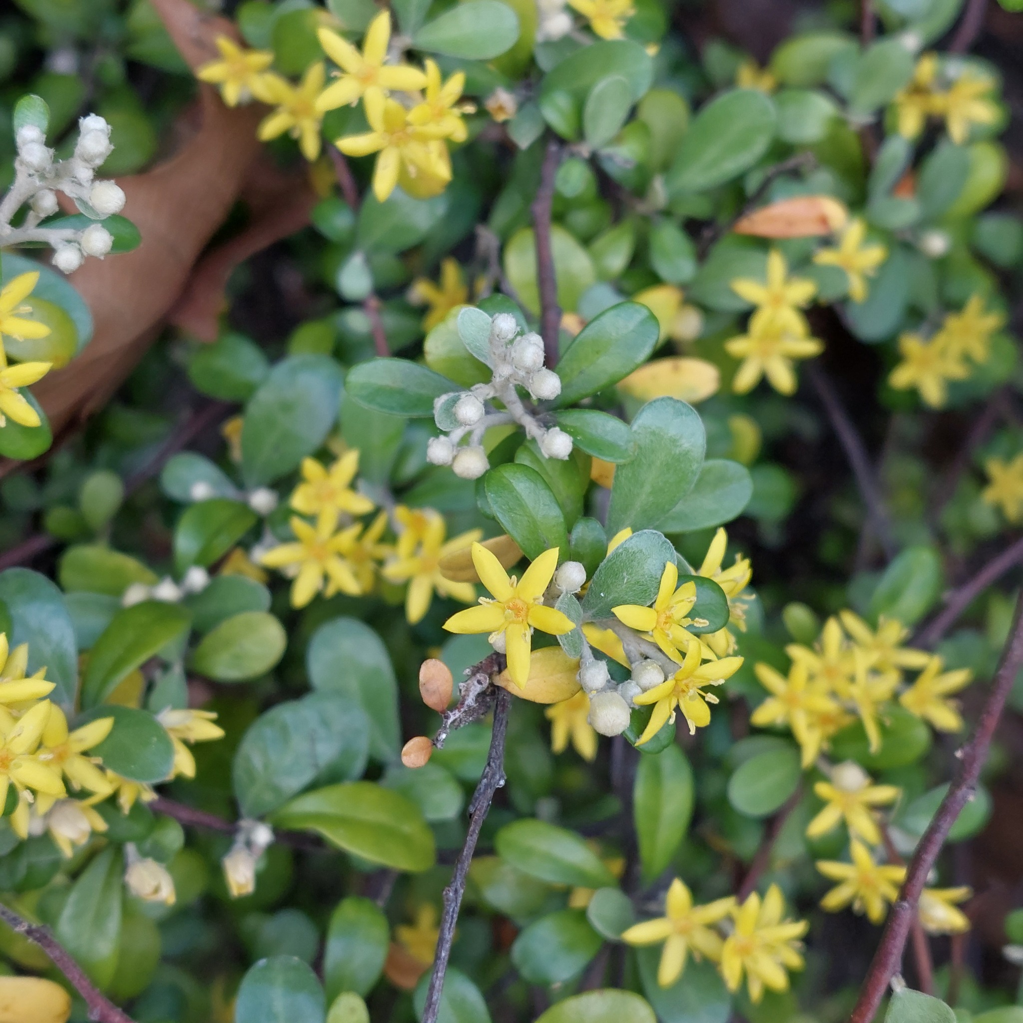 Corokia ×