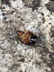 Pycnoscelus surinamensis