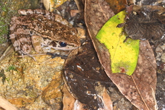 Sylvirana maosonensis