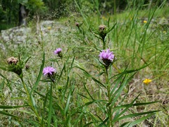 Liatris compacta