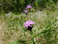 Liatris compacta
