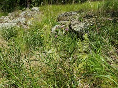 Liatris compacta