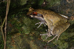 Xenophrys major