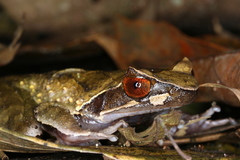 Xenophrys major