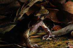 Xenophrys major