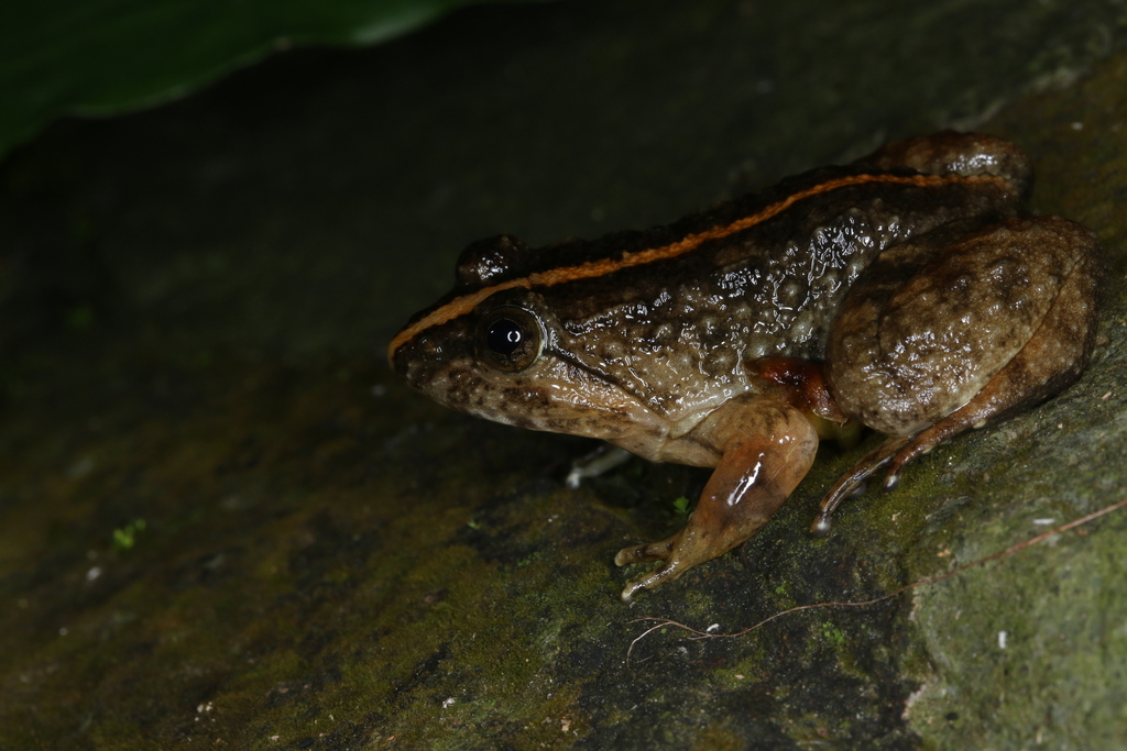 Nguyen's Fanged Frog