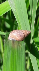 Bulimulus