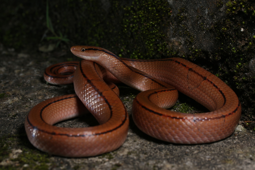 Red Mountain Ratsnake from tt. Tam Đảo, Tam Đảo, Vĩnh Phúc, 越南 on April ...