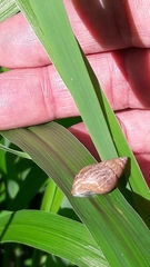Bulimulus