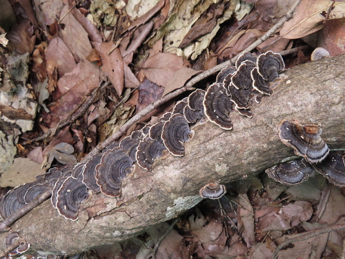 Trametes versicolor