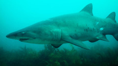 Carcharias taurus