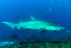 Carcharias taurus