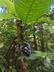Palicourea pilosa