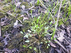 Ranunculus laxicaulis