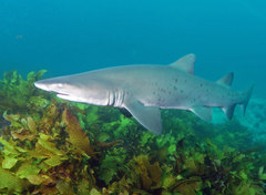 Carcharias taurus