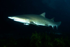 Carcharias taurus