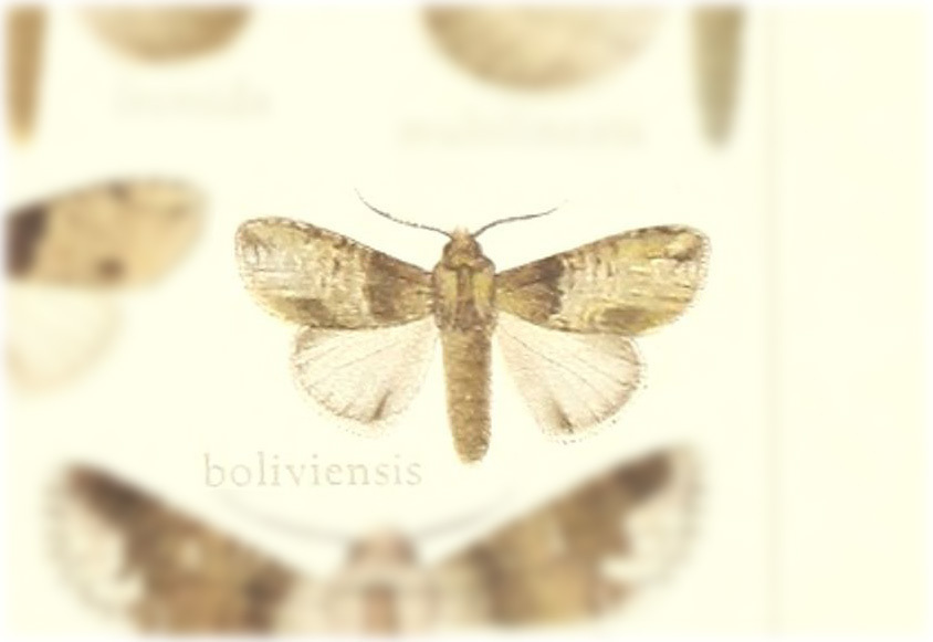 Notelina boliviensis