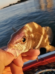Cheilotrema saturnum