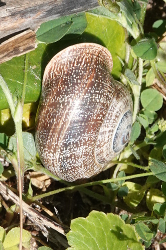 Spanish Snail