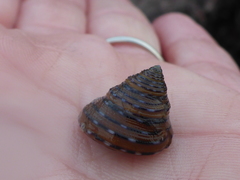Calliostoma tricolor