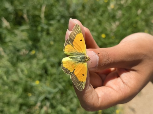 Lesser Clouded Yellow