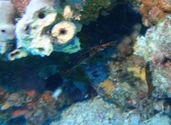 Hypoplectrodes nigroruber