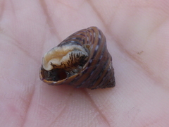 Calliostoma tricolor