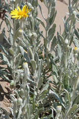 Senecio crassiflorus