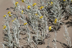 Senecio crassiflorus