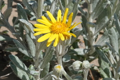 Senecio crassiflorus