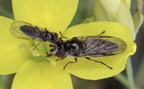 Chamaesyrphus lusitanicus