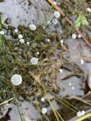 Eriocaulon aquaticum