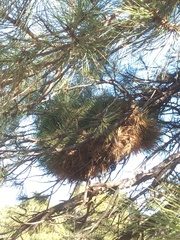 Elytroderma deformans