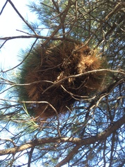 Elytroderma deformans