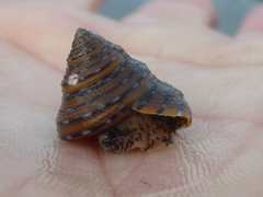 Calliostoma tricolor