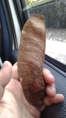 Paramachaerium gruberi