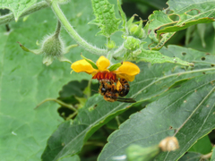 Cadeguala occidentalis