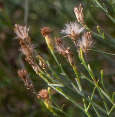 Euthamia gymnospermoides