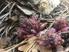 Pedicularis centranthera