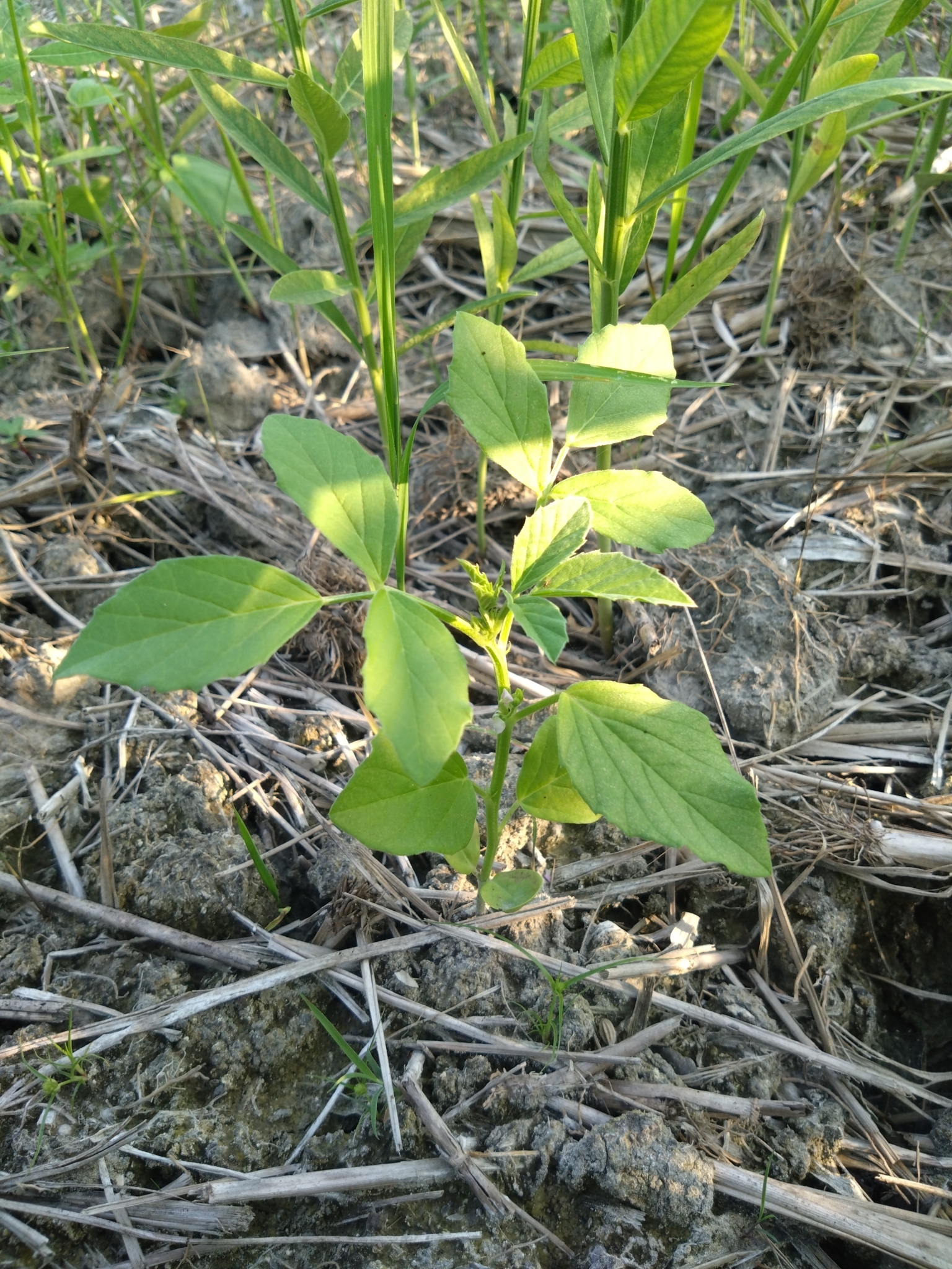 Guar bean