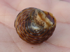 Calliostoma tricolor