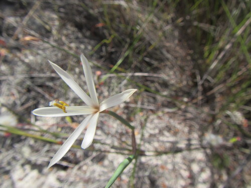 Star Satin (Geissorhiza tenella)